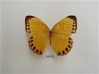 藏品(箭環蝶)的圖片